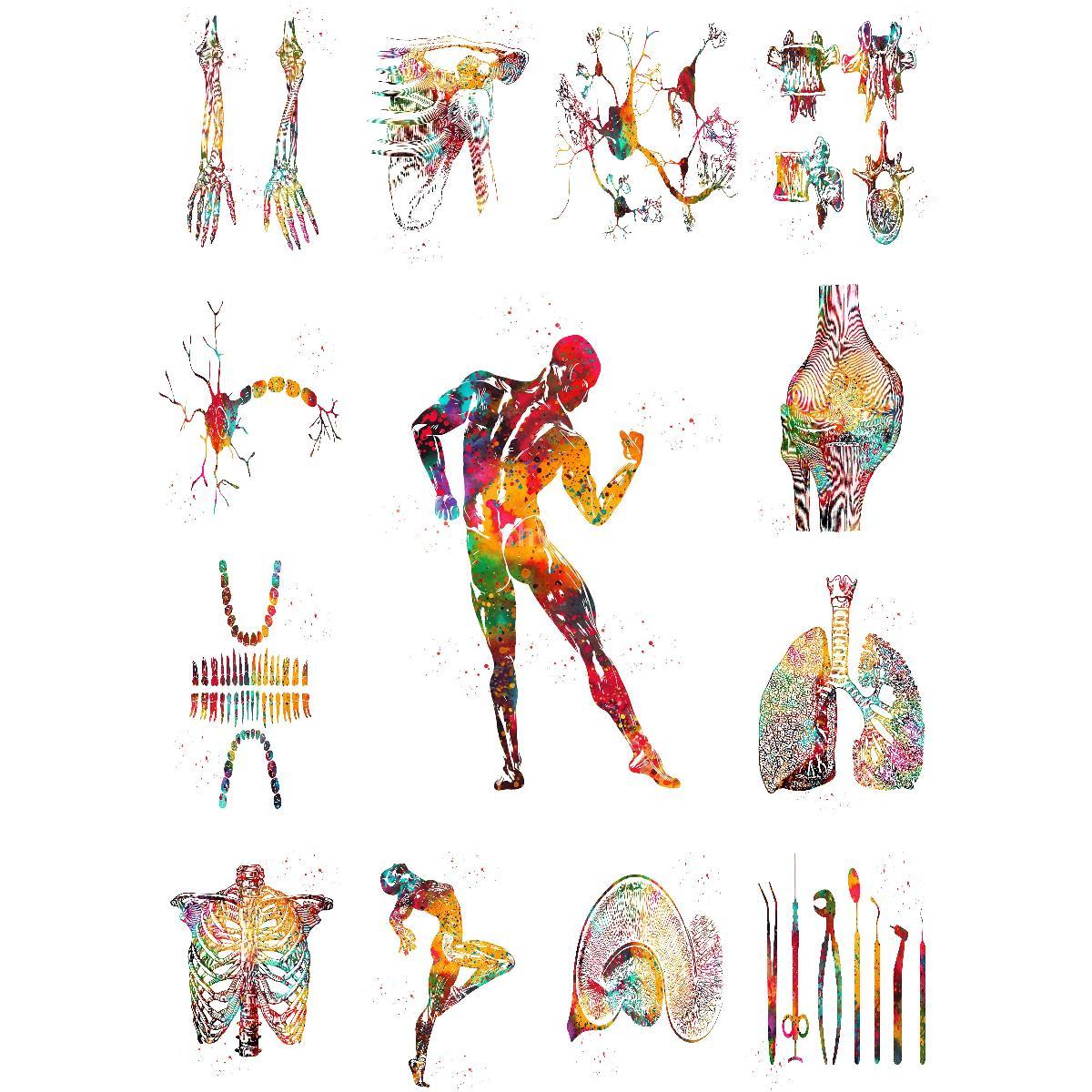 Anatomische Spierstructuur Pos - Interior Design Education recensie en prijs